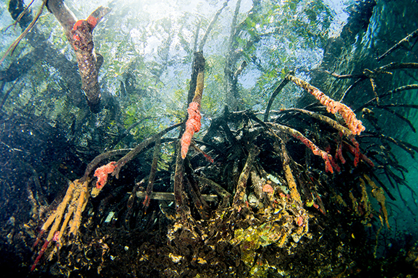 Healthy Mangroves Help Coral Reef Fisheries Under Climate Stress Uq